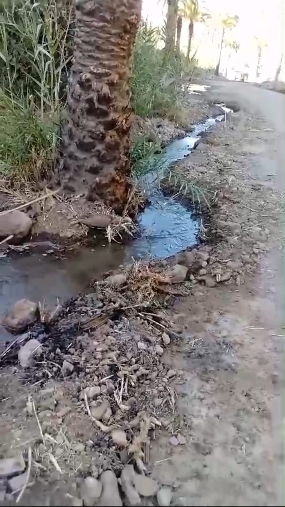 Afección al acuífero Lomo la Palma 5